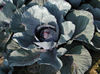Kohl